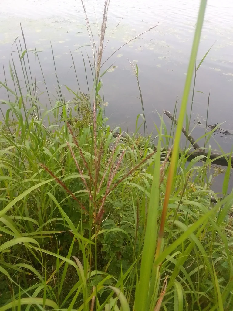 Miscanthus Sacchariflorus