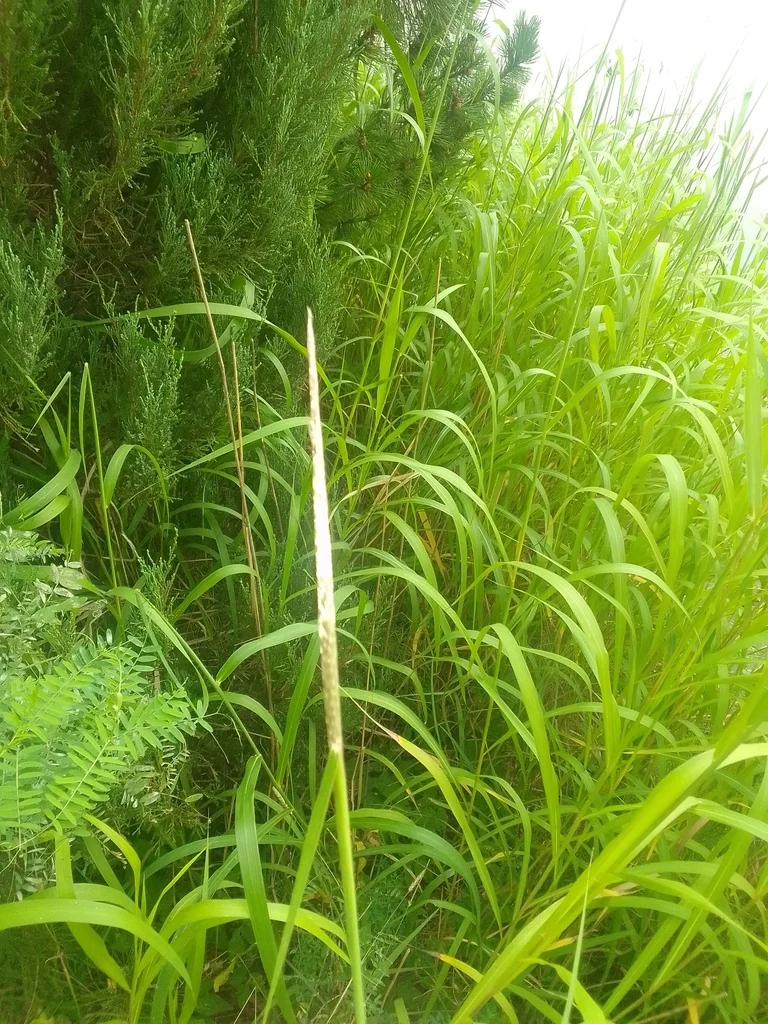 Miscanthus Sacchariflorus