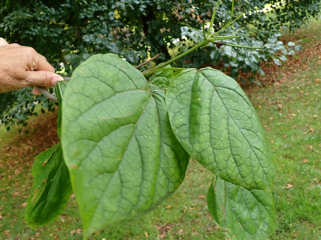 Catalpa Bignonioides