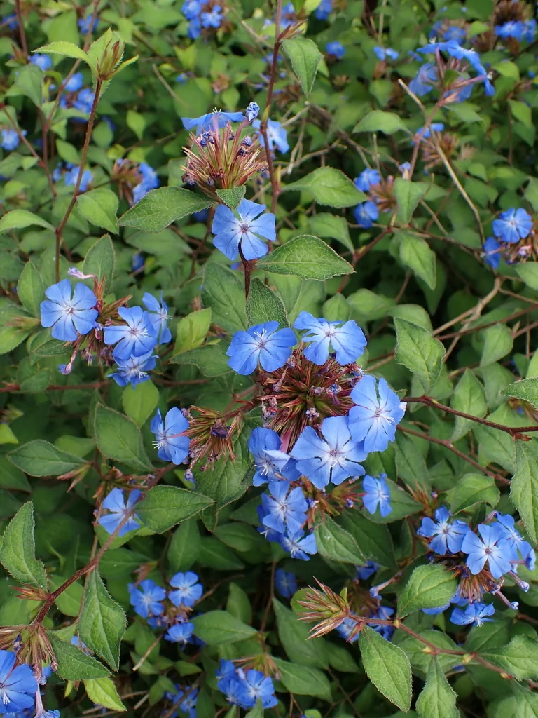 Ceratostigma Plumbaginoides