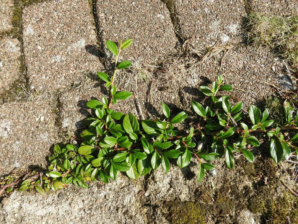 Cotoneaster Dammeri