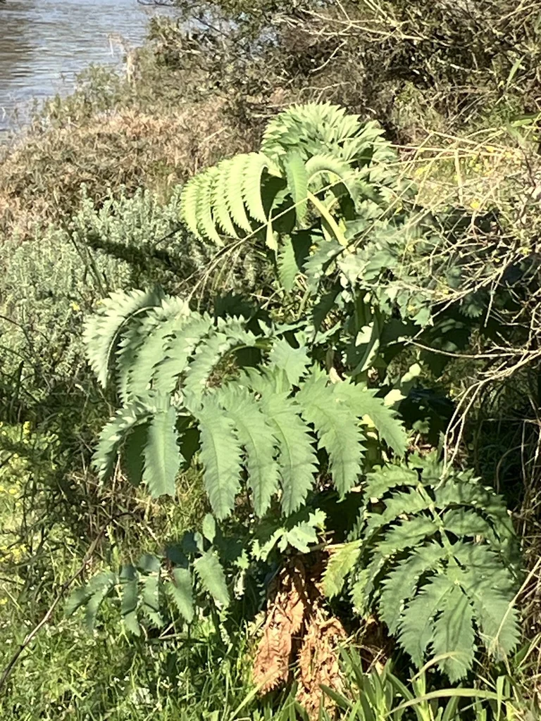 Melianthus Major