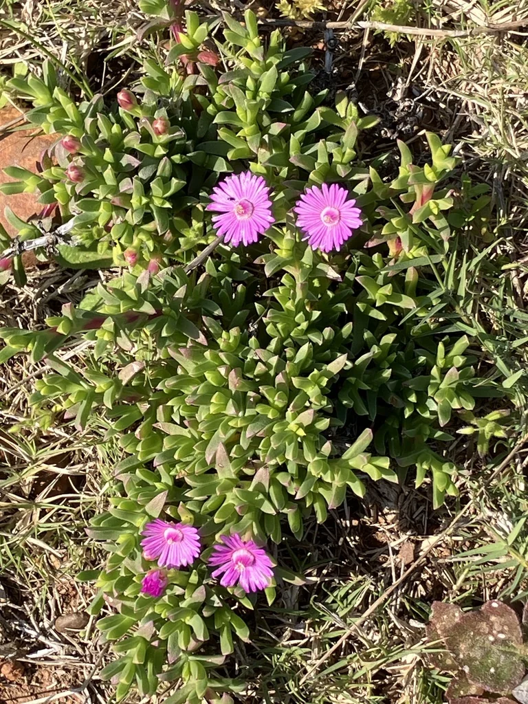 Ruschia Lineolata