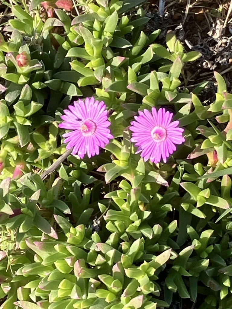 Ruschia Lineolata