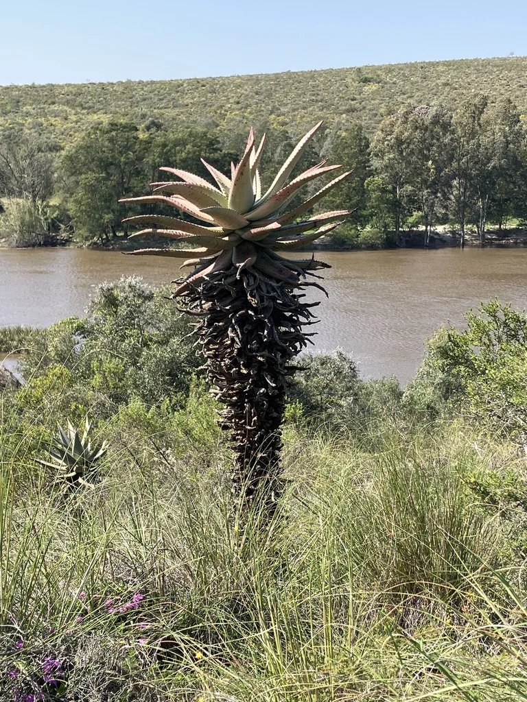 Aloe Ferox