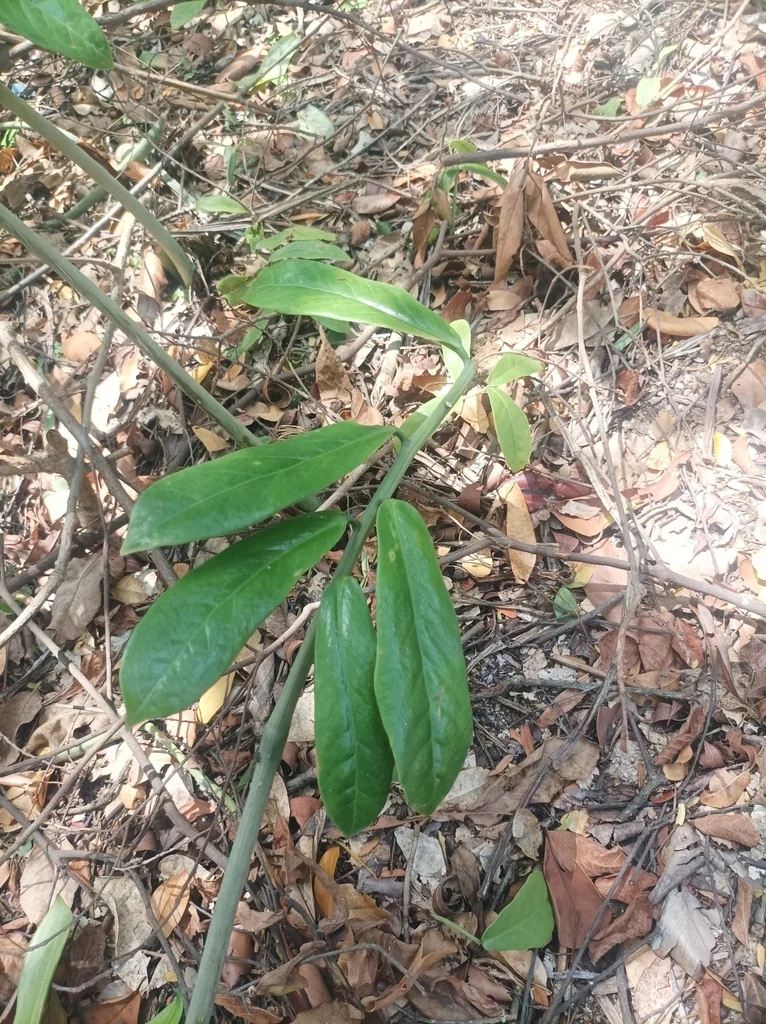 Zamioculcas Zamiifolia