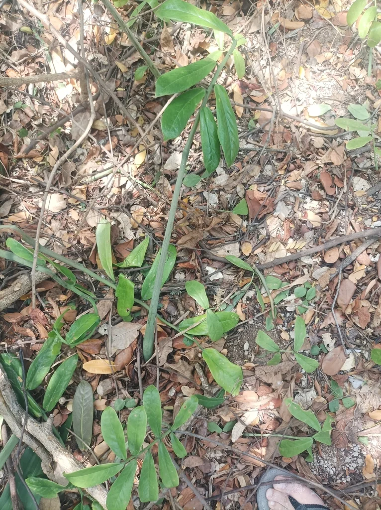 Zamioculcas Zamiifolia