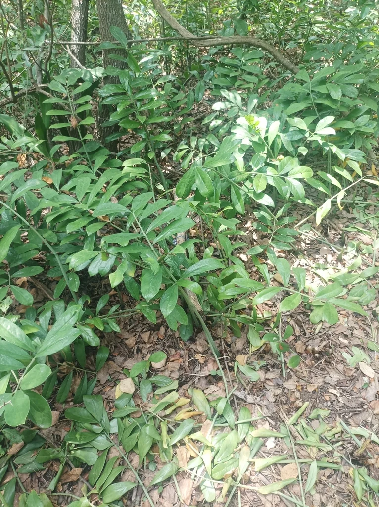 Zamioculcas Zamiifolia