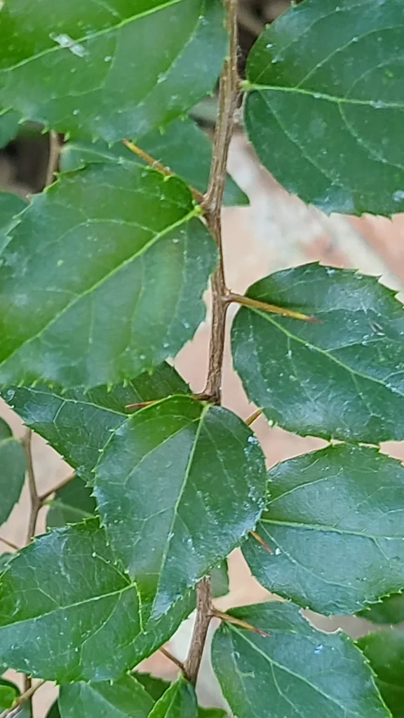 Xylosma Congestum