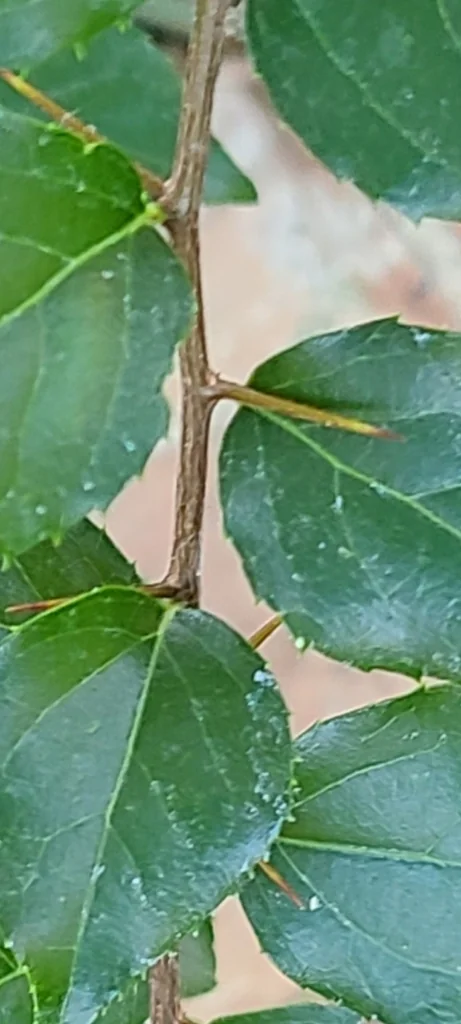 Xylosma Congestum