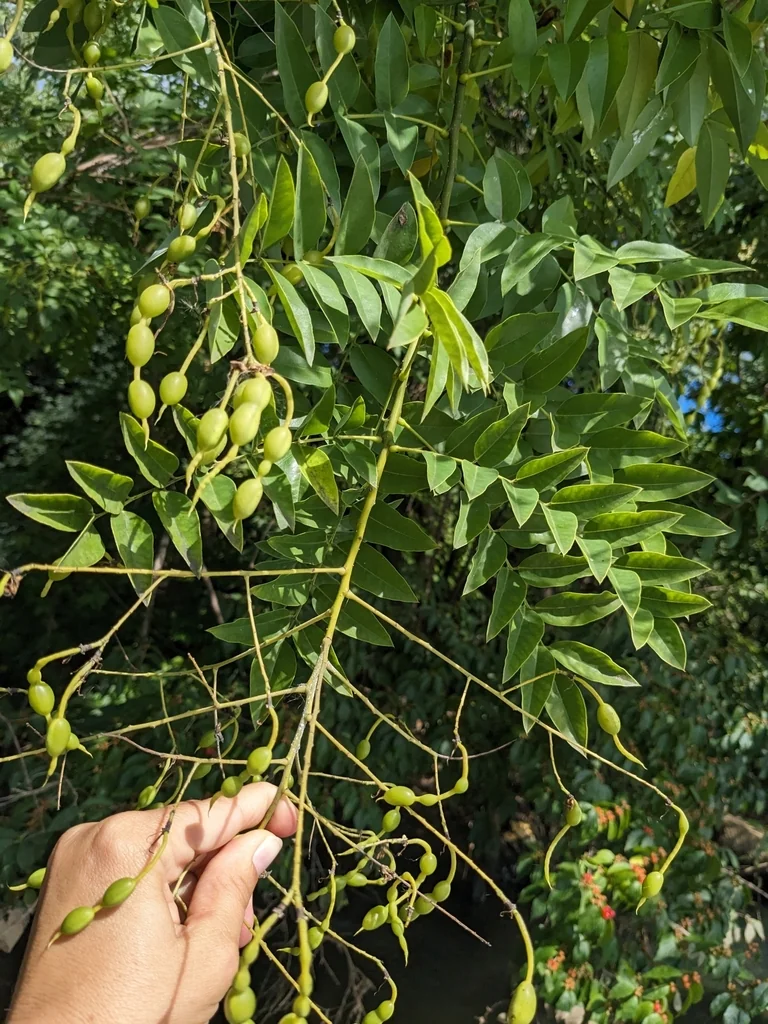 Styphnolobium Japonicum