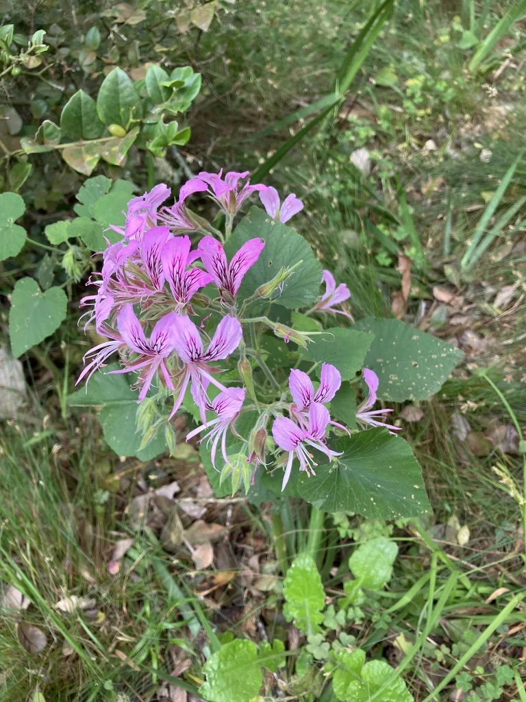 Pelargonium Cordifolium