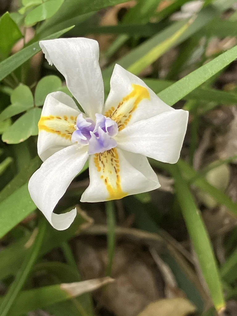 Dietes Iridioides