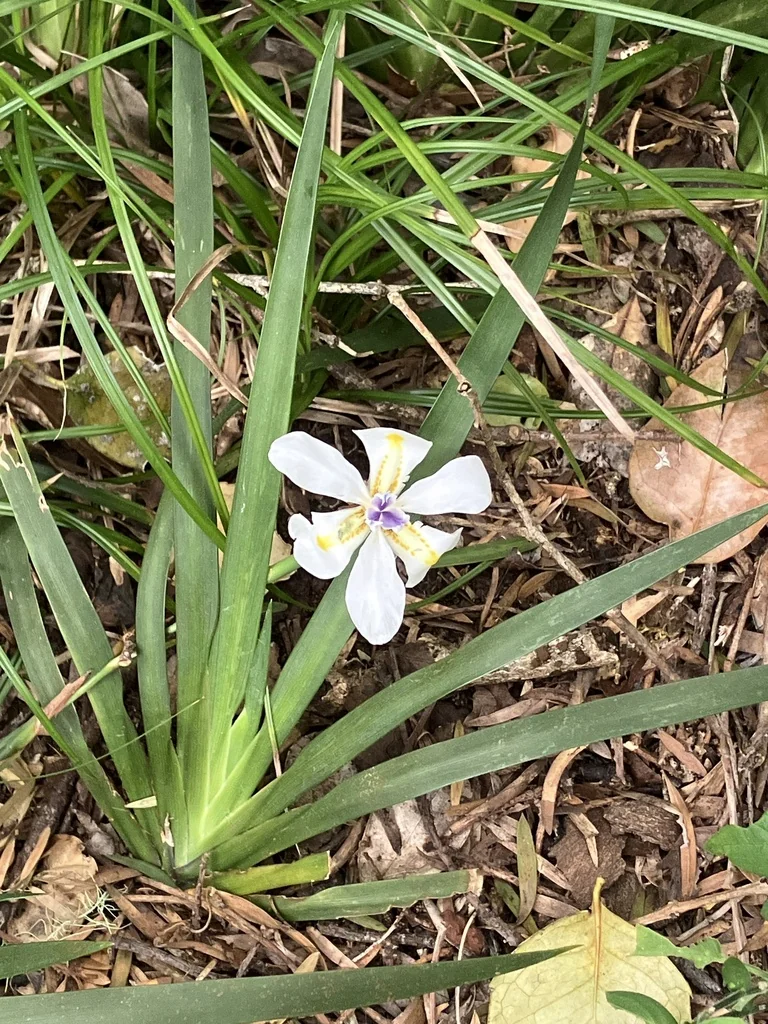 Dietes Iridioides