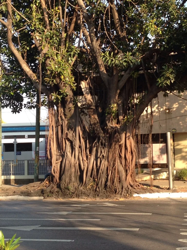 Ficus elastica