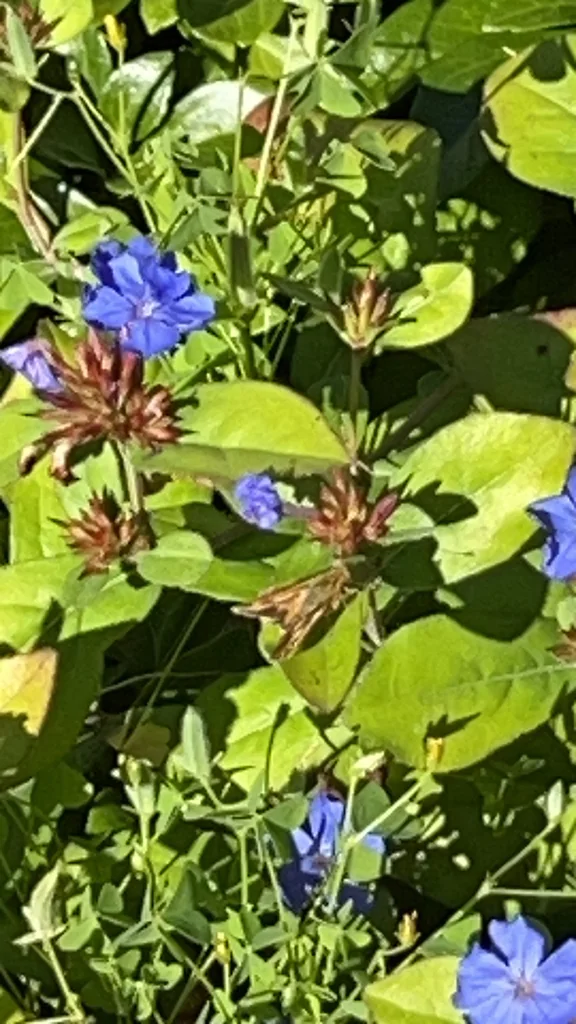 Ceratostigma Plumbaginoides