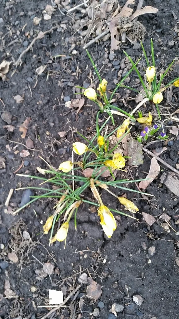 Crocus Chrysanthus