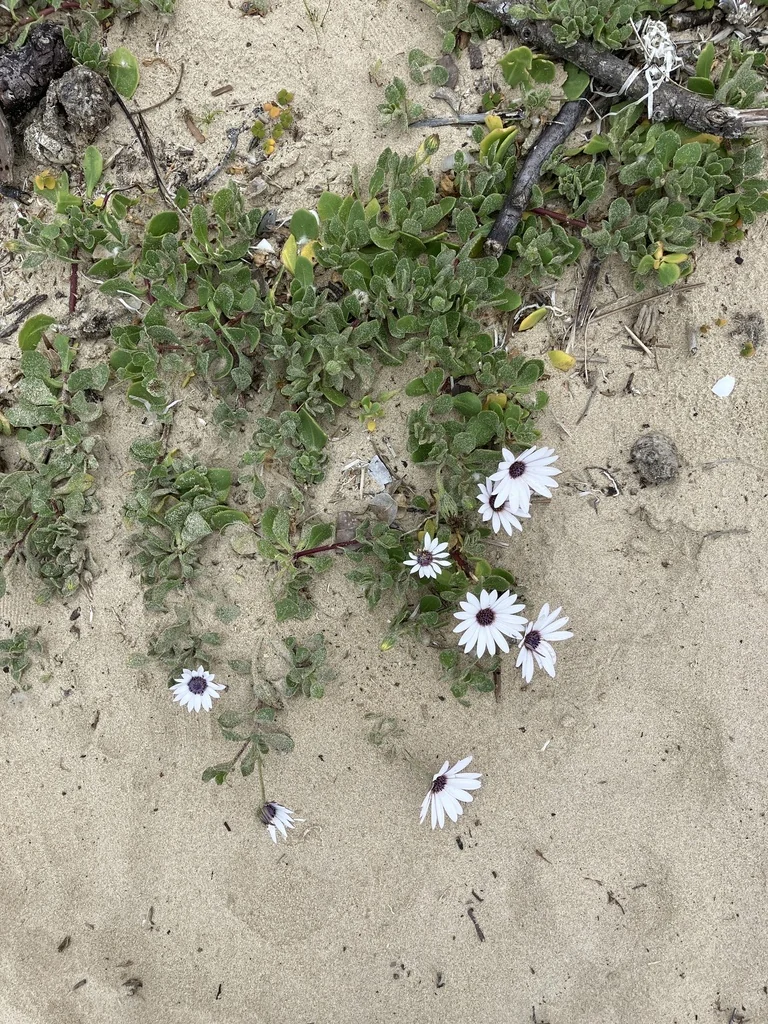 Osteospermum Fruticosum