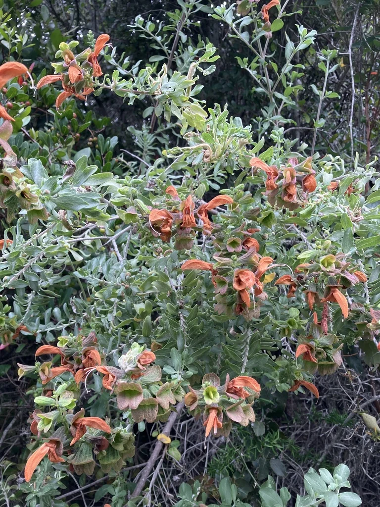 Salvia Africana-Lutea