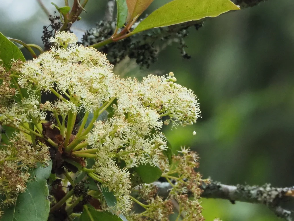 Hydrangea Integrifolia