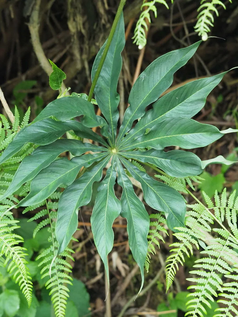 Arisaema consanguineum