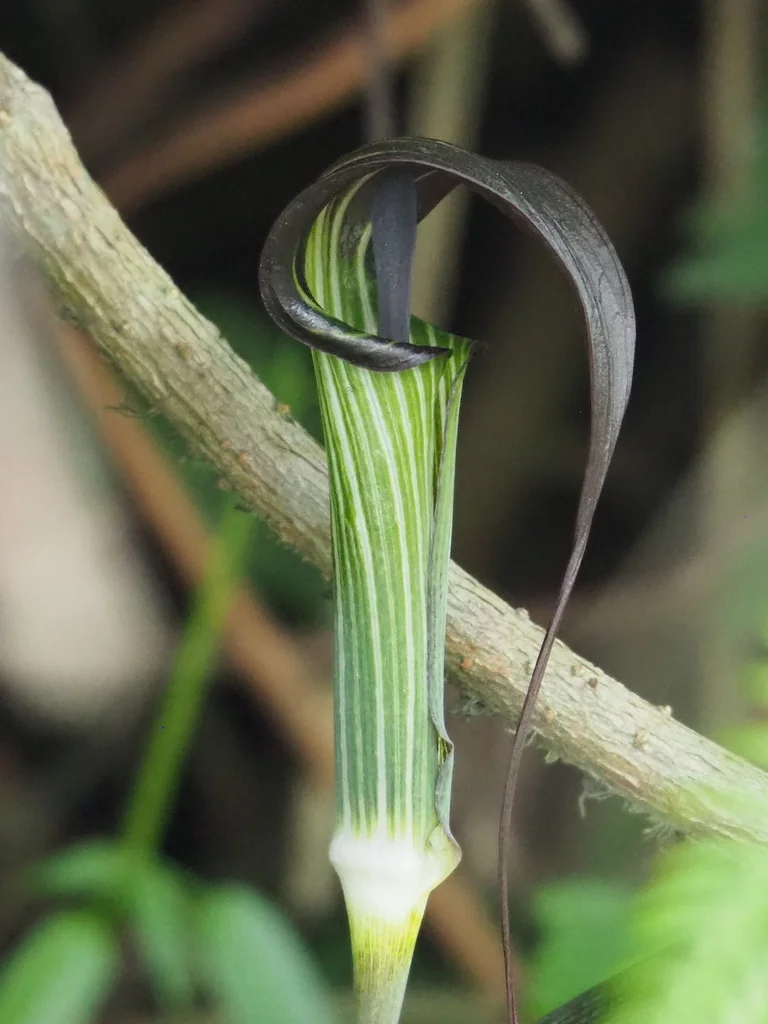 Arisaema consanguineum
