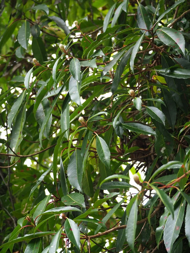 Hydrangea Integrifolia