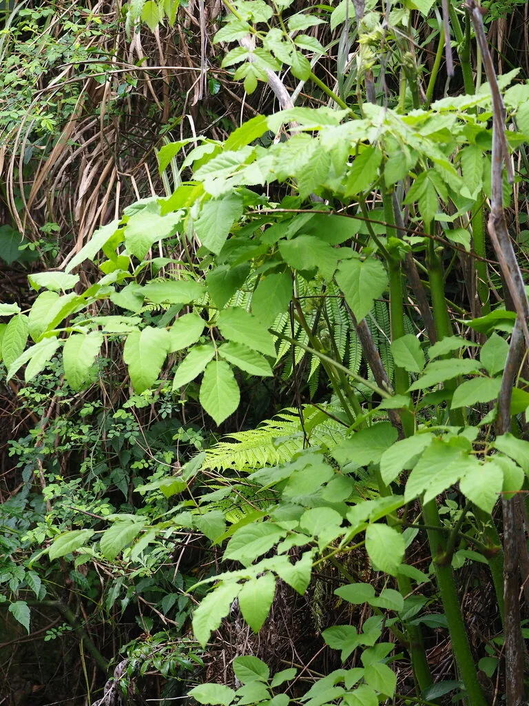 Aralia Cordata