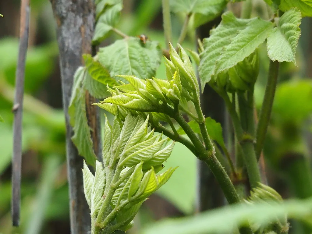 Aralia Cordata