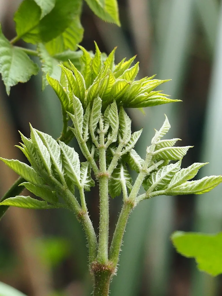 Aralia Cordata