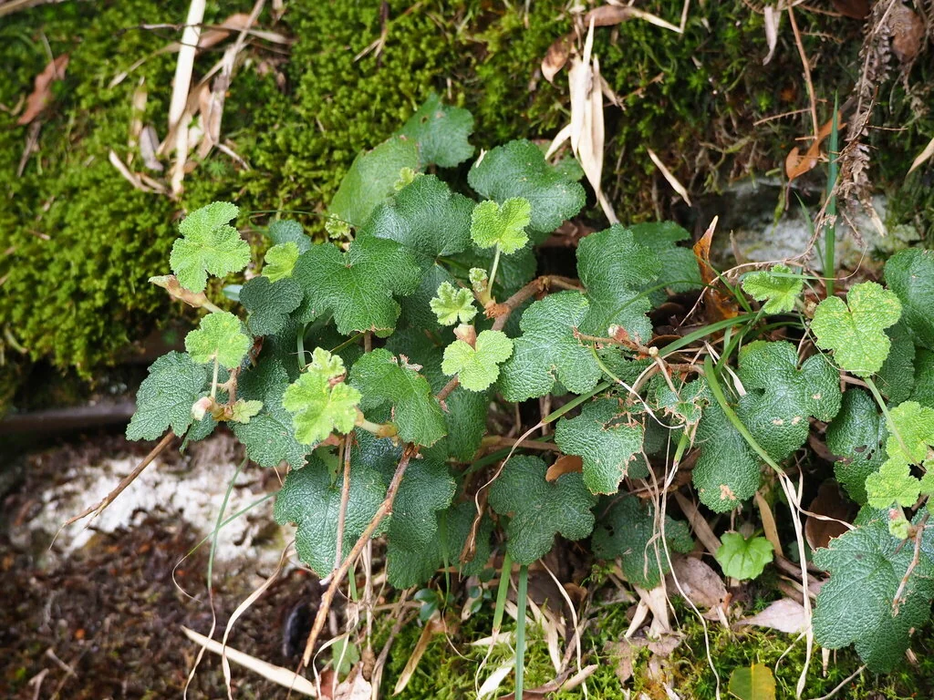Rubus Pentalobus