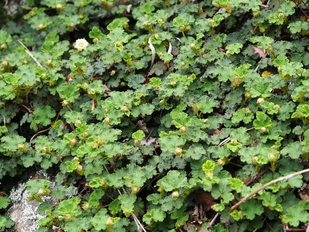 Rubus Pentalobus
