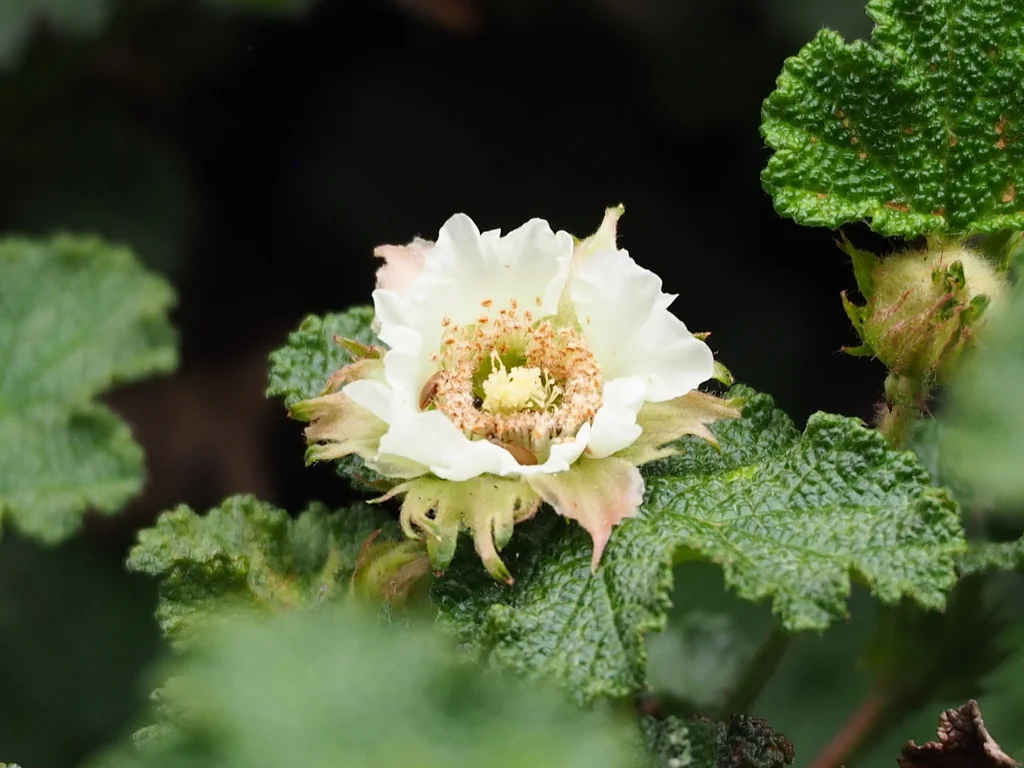 Rubus Pentalobus