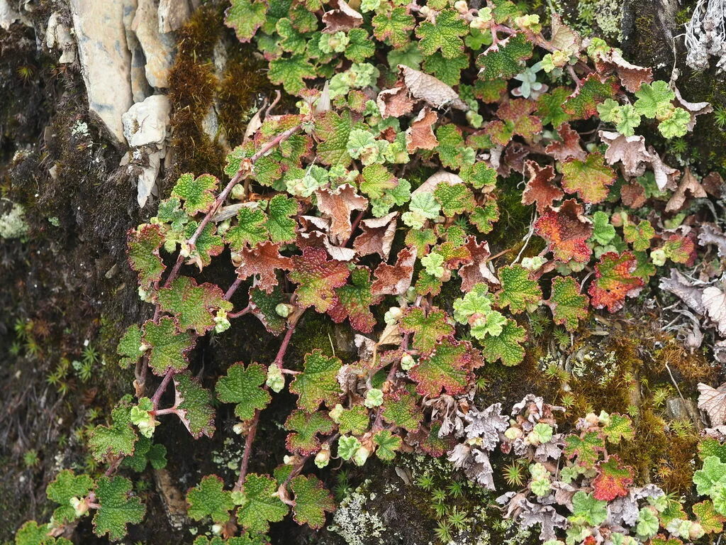 Rubus Pentalobus
