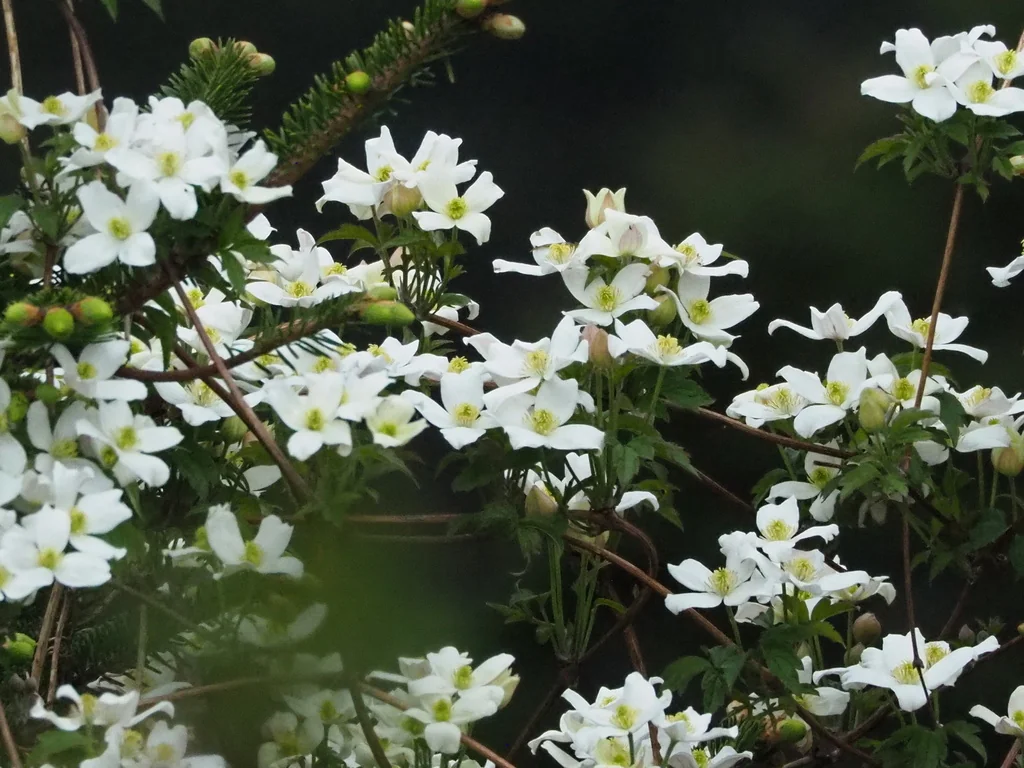 Clematis Montana