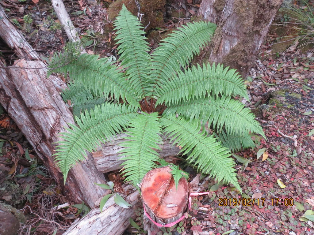 Dryopteris wallichiana