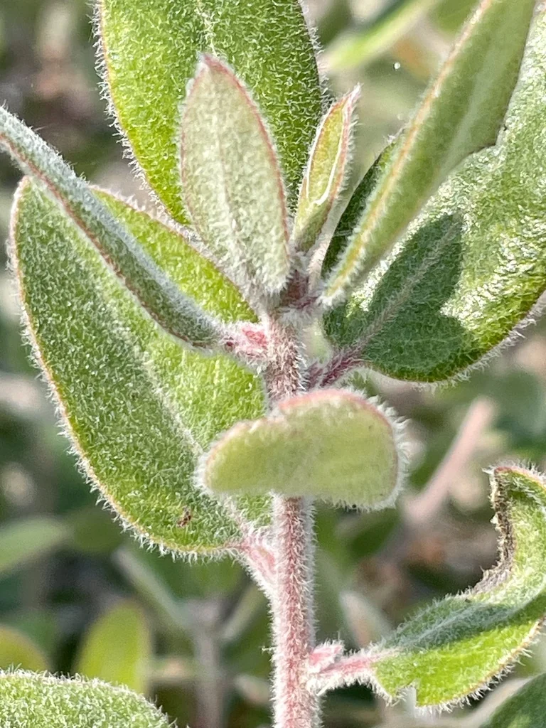 Arctostaphylos Tomentosa