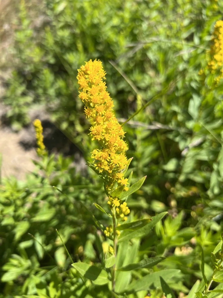 Solidago Canadensis Ssp. Elongata