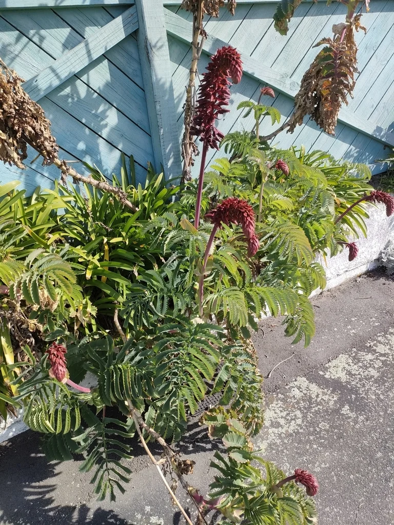 Melianthus Major