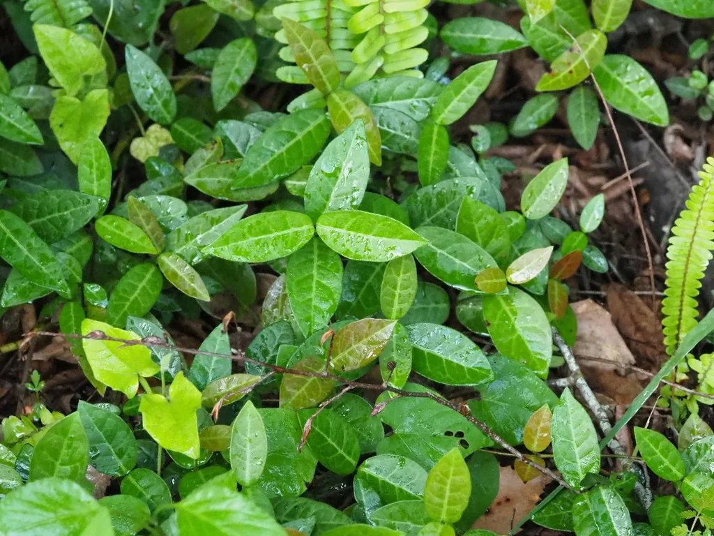 Trachelospermum Jasminoides