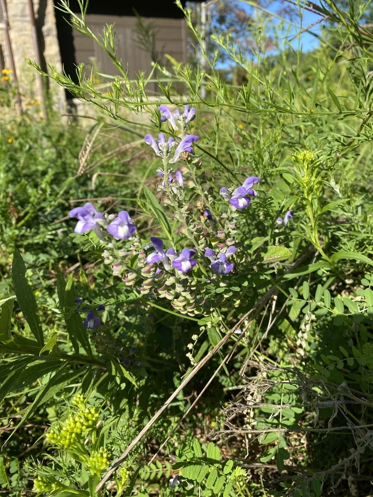 Scutellaria Incana