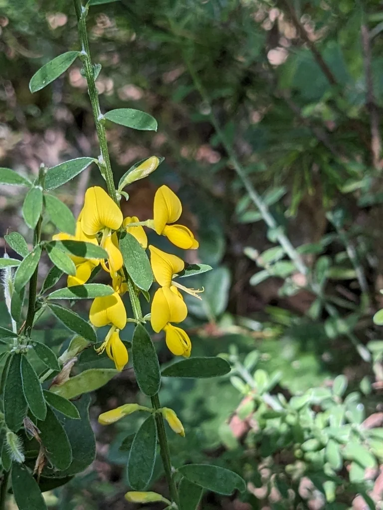 Genista Pilosa
