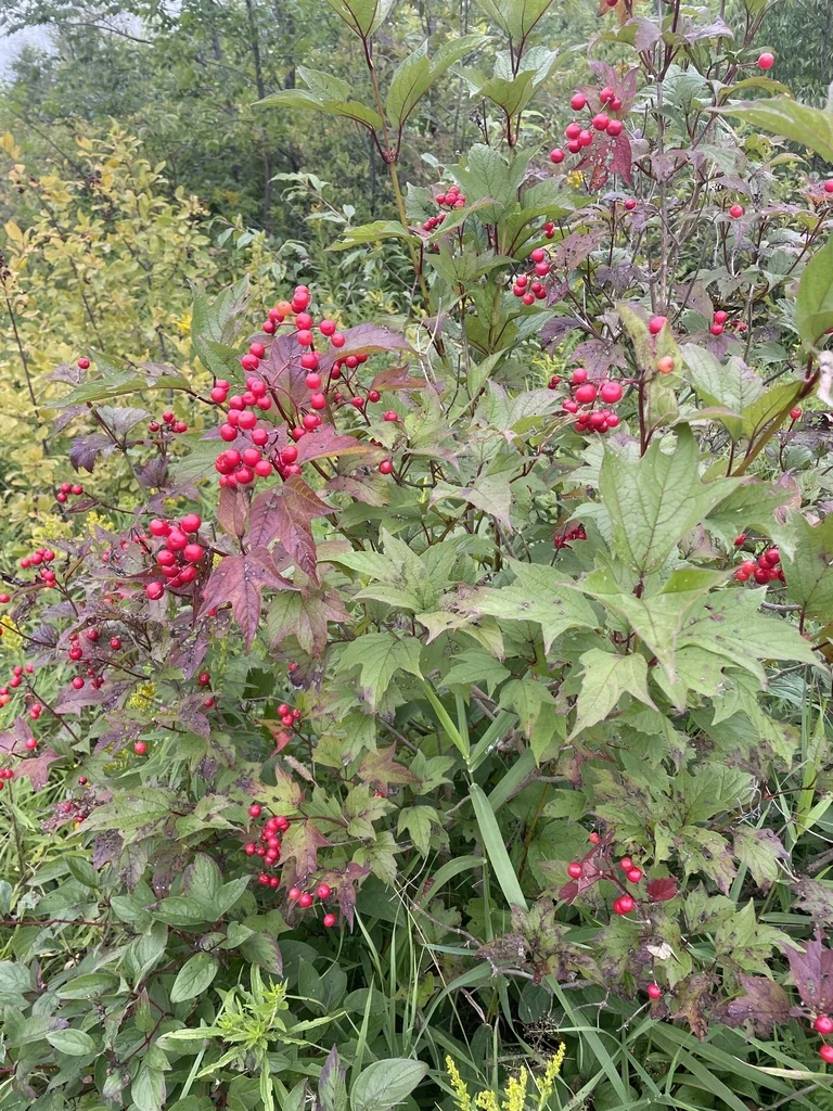 Viburnum Opulus Var. Americanum