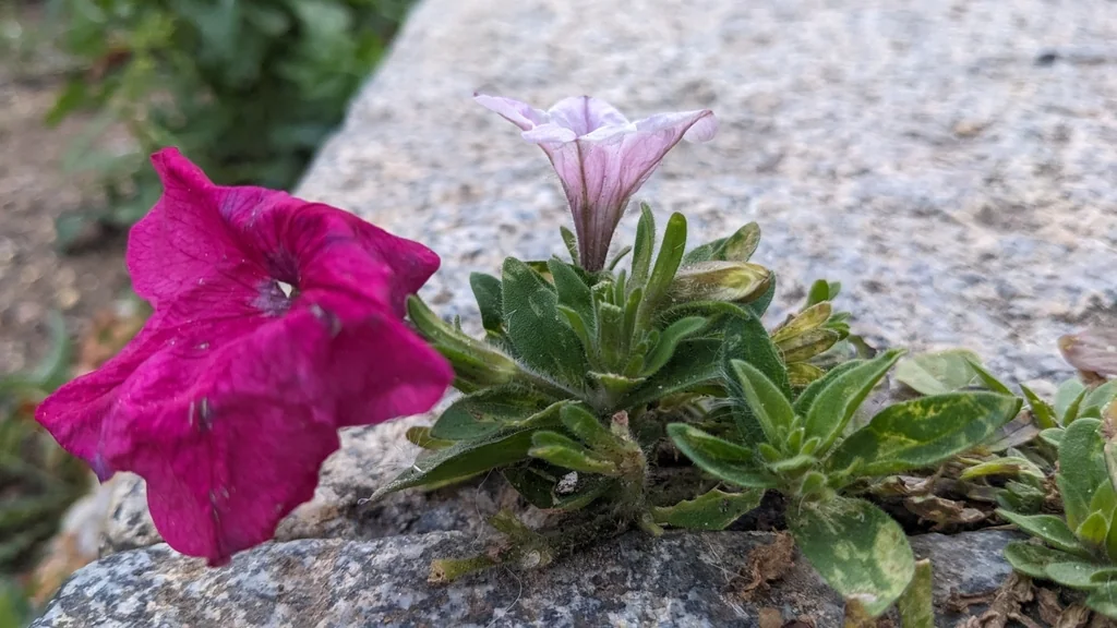 Petunia X Hybrida