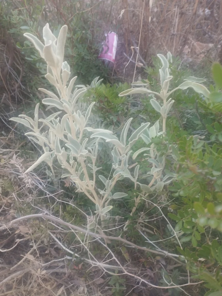 Phlomis Fruticosa