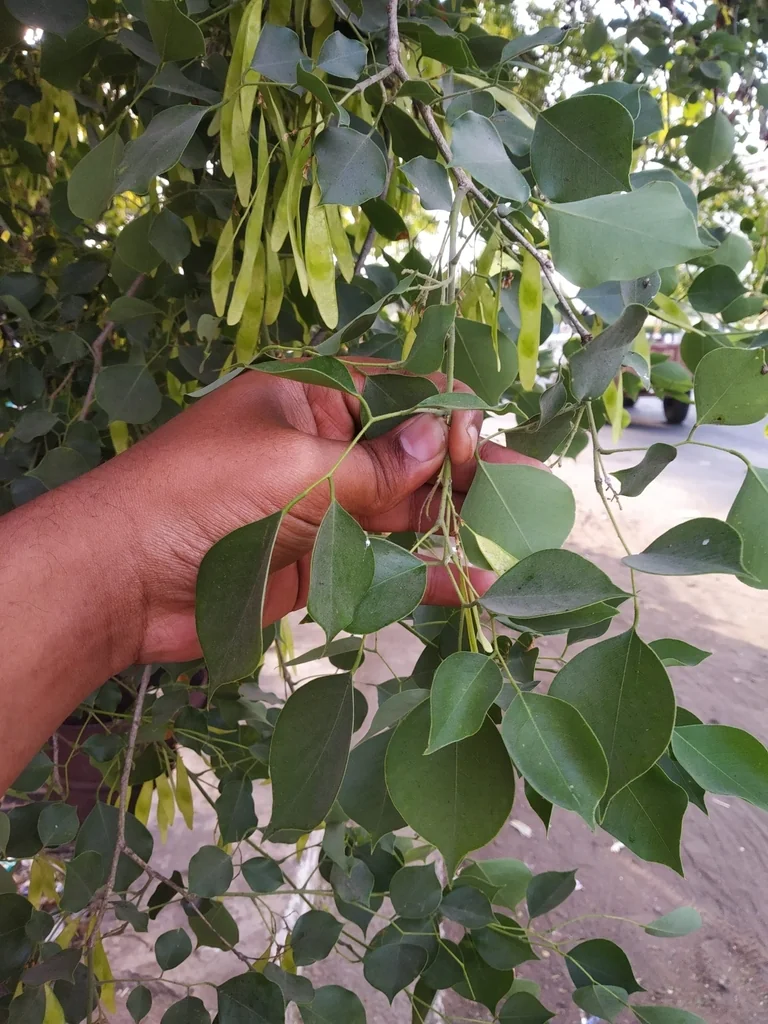 Dalbergia Sissoo