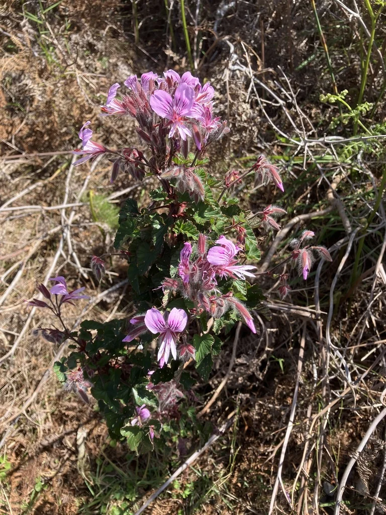 Pelargonium Cordifolium