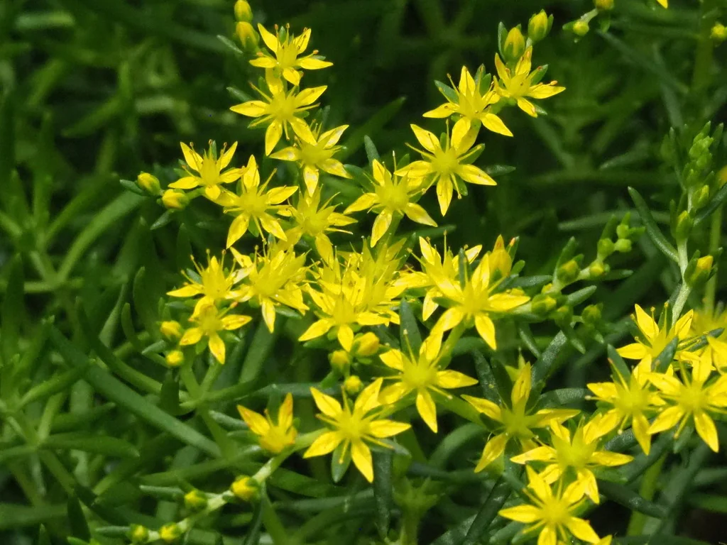 Sedum mexicanum