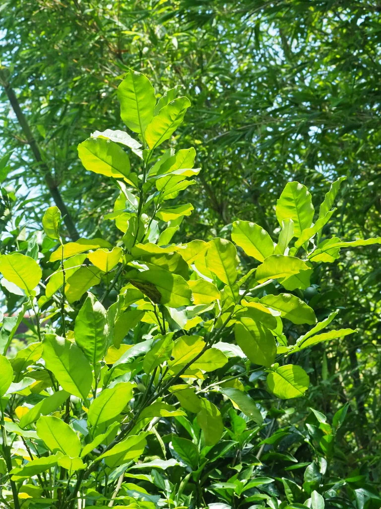 Citrus Maxima