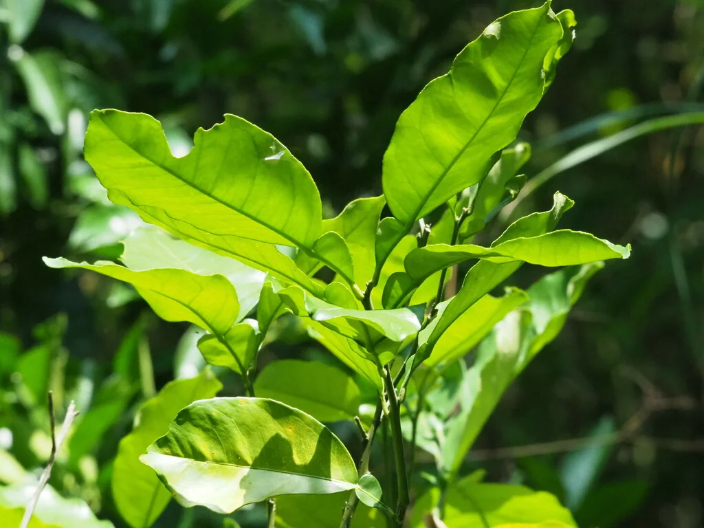 Citrus Maxima